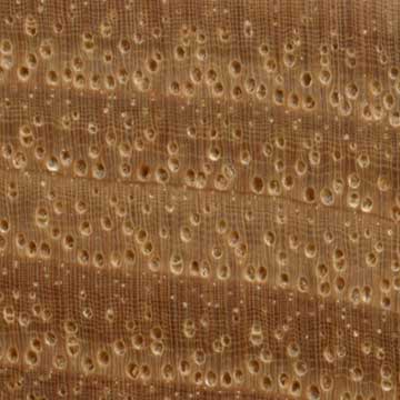 Гикори шагбаркский - торец доски – волокна древесины