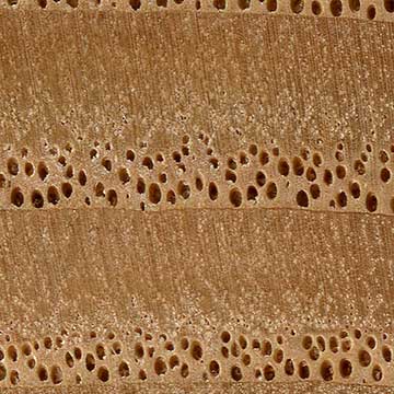 Каштан американский (Castanea dentata) – торец доски – волокна древесины, увел. 10х