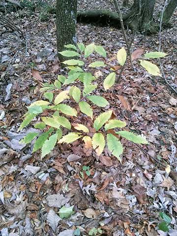 Молодая поросль с осенней листвой. Ноябрь (шт. Северная Джорджия, США)