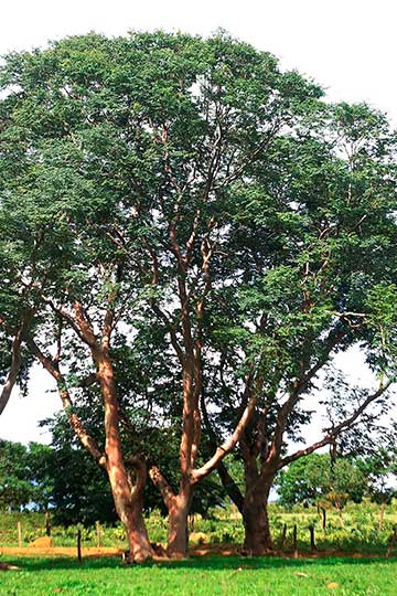 Посаженным деревьям около 180 лет