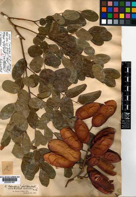 Caesalpinia platyloba (Coulteria platyloba)