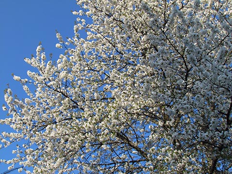 Черешня (Prunus avium)
