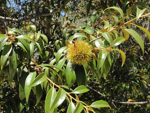Листья и плод (Государственный парк Биг-Бейсин, Калифорния, США)
