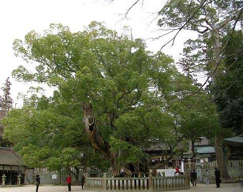 Древнее камфорное дерево возрастом около 1000 лет (Япония)