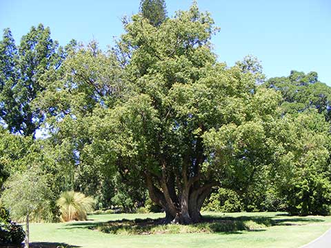 Cinnamomum camphora в ботаническом саду (Аделаида, Южная Австралия)
