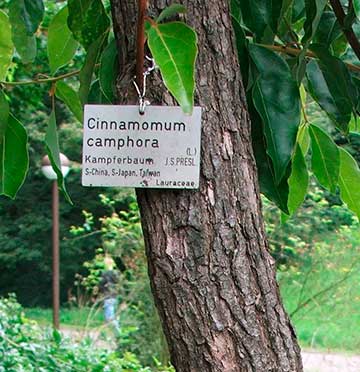 Кора дерева Cinnamomum camphora