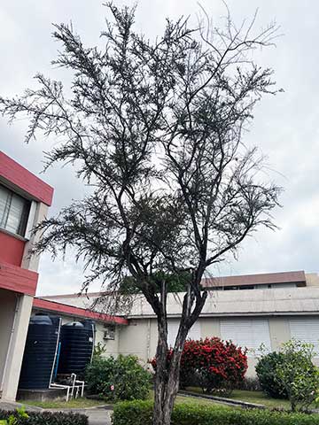 Дерево на Ямайке (Кингстон)