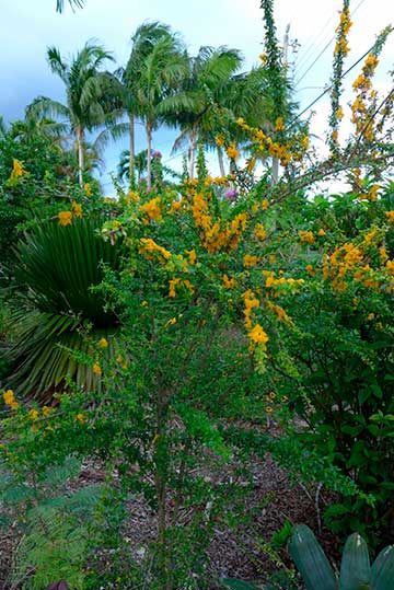 Небольшое культивируемое растение в Южном Майами (Флорида, США)