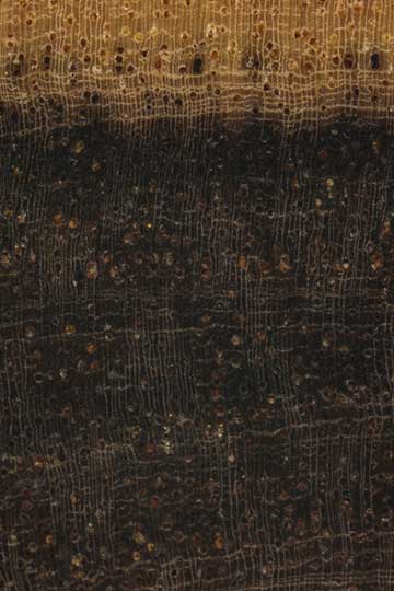 Кокусвуд (Brya ebenus) – торец доски – волокна древесины, увел. 10х