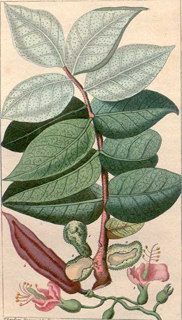 Ботаническая иллюстрация листьев, цветов и плодов из книги М.Э.Дескуртильца «Медицинская флора Вест-Индии»