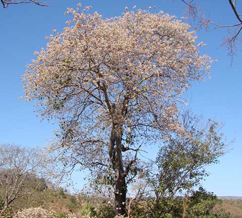 Цветущее дерево Cordia glabrata
