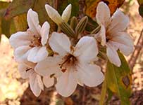 Цветки (Cordia glabrata)