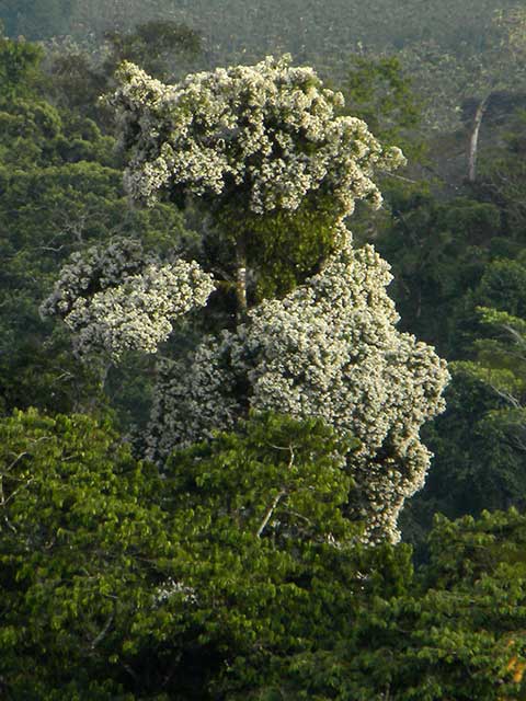 Цветущее дерево Cordia megalantha, растущее в лесу
