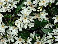Цветки (Cordia megalantha)