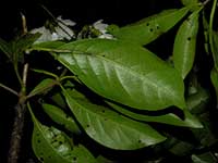 Листья (Cordia megalantha)
