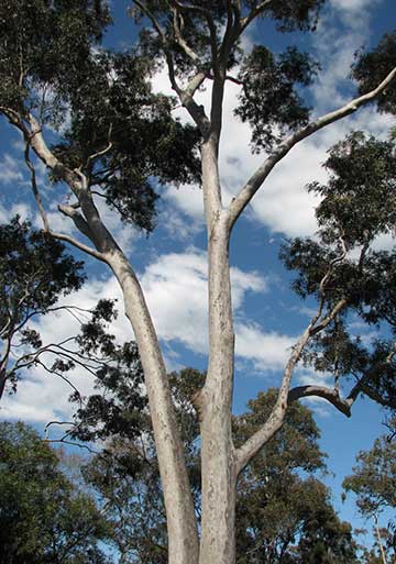 Corymbia maculata (культивируемая) Сады Бернли (Виктория, Австралия)