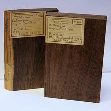 Образцы древесины из коллекции Института исследований древесины Тюнена