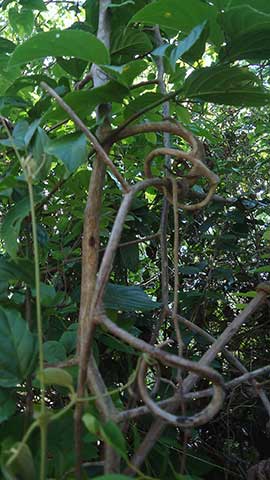 Dalbergia frutescens – вид кустарника, распространённый вдоль атлантического побережья Южной Америки; обычно это лиана