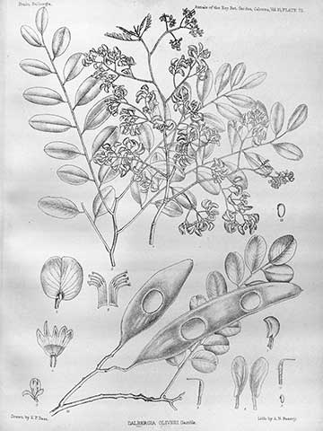 Ботаническая иллюстрация из книги 'Хроника Королевского ботанического сада в Калькутте' (Annals of the Royal Botanic Garden, Calcutta), 1888–1921