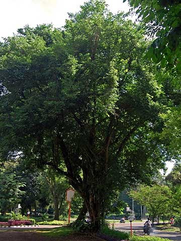 Дерево стоит на обочине дороги в Богоре (о.Ява, Индонезия)