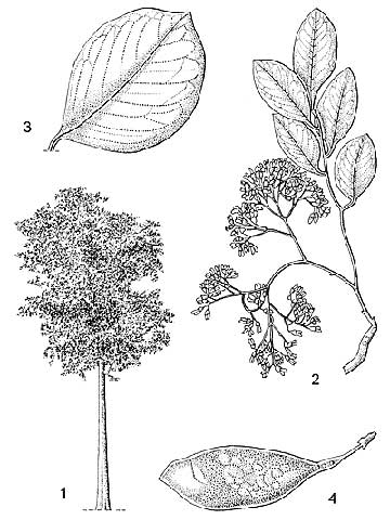 1 – внешний вид дерева; 2 – цветущая ветвь; 3 – листочек; 4 – плод