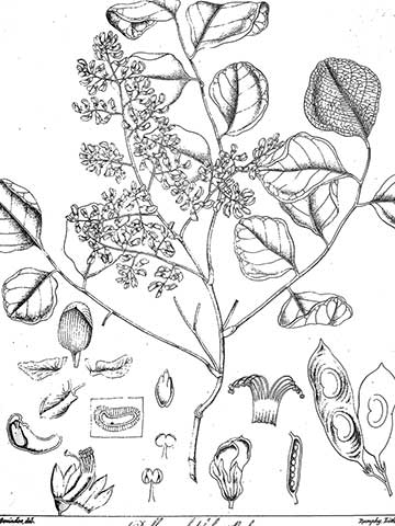 Ботаническая иллюстрация из книги Беддома Р.Г. 