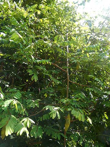 Молодое дерево Dalbergia cultrata
