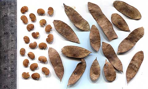 Семена и стручки Dalbergia cultrata, собранные в Таиланде