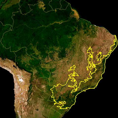 Экорегион Бразильский атлантический лес