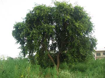 Сиссу (северо-индийский палисандр), растущий в Пакистане