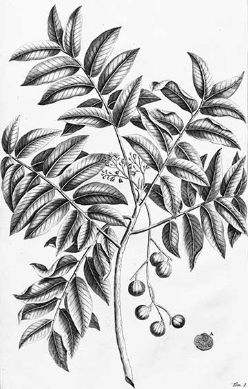 Ботаническая иллюстрация из книги Румфиуса Травник (Herbarium amboinense, том 1, с. 159), 1741