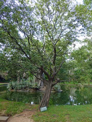Diospyros ebenum - общий вид взрослого дерева