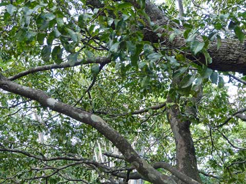 Diospyros ebenum - ствол, ветви и листья