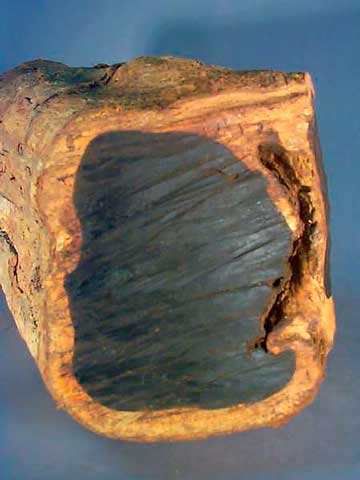Diospyros ebenum – поперечное сечение ствола, показывающее черное ядро