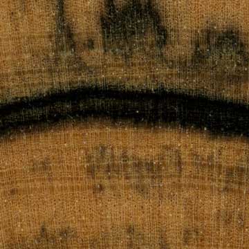 Хурма индийская или Малабарский эбен - торец доски – волокна древесины