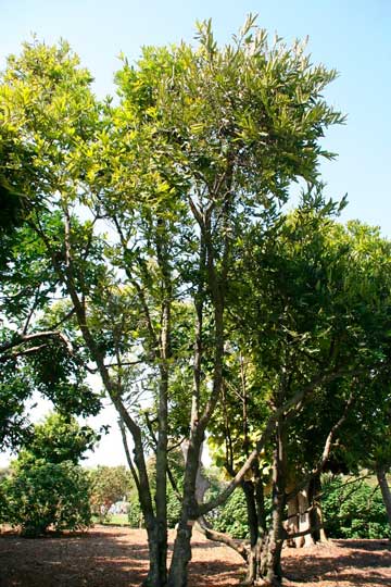 Дерево, растущее в тропическом Ботаническом саду Фэрчайлда. Майами, Флорида, США