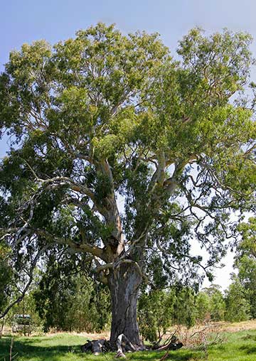 Эвкалипт камальдульский (Eucalyptus camaldulensis) в водно-болотных угодьях Вонга. Новый Южный Уэльс (Австралия)