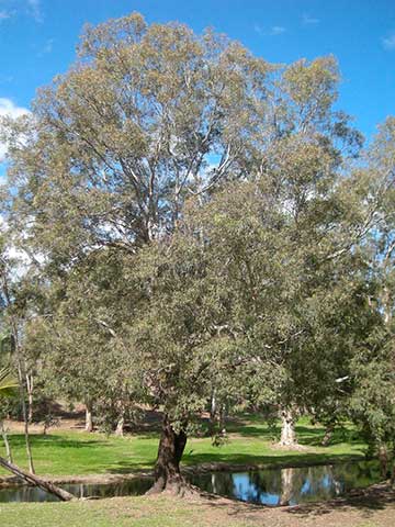 Eucalyptus coolabah. Квинсленд (Австралия)