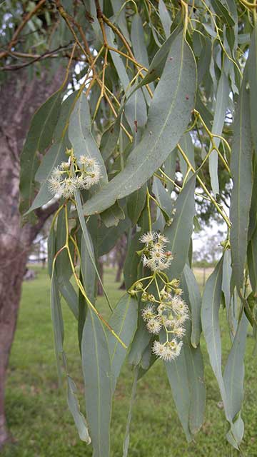 Eucalyptus coolabah – листва и цветки. Яамба, Квинсленд (Австралия)