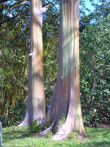 Эвкалипт радужный – разноцветная кора деревьев. Хана (Гавайи)