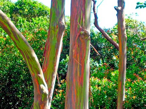 Кора эвкалипта радужного на молодых деревьях. Гавайи