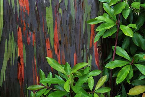Кора эвкалипта радужного в роще деревьев на о. Мауи (Гавайи)