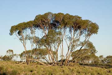 Eucalyptus viridis рядом с горой Уоррауэй, Новый Южный Уэльс (Австралия)