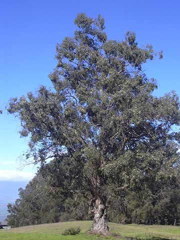 Эвкалипт шаровидный (Eucalyptus globulus) – общий вид растения (о. Мауи, Гавайи)