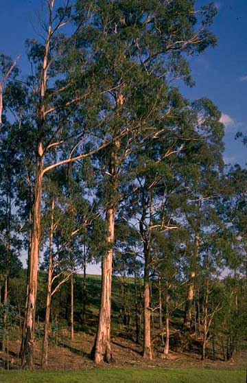Эвкалипт шаровидный (Eucalyptus globulus) subsp. maidenii