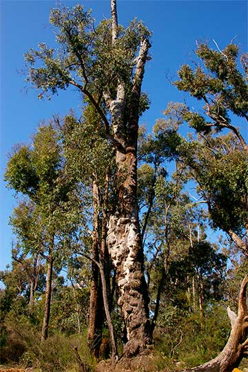 Ярра (Eucalyptus marginata) – старое дерево