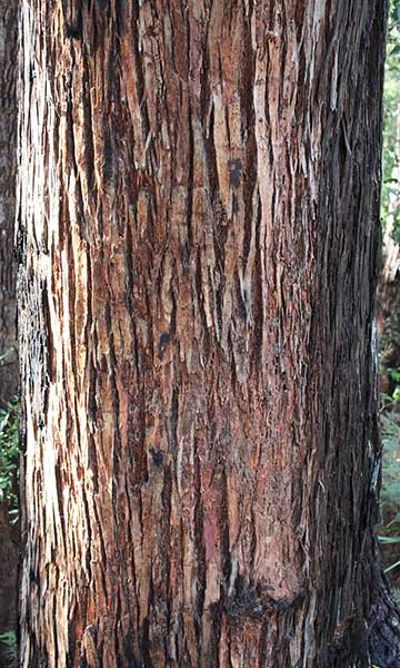 Ярра (Eucalyptus marginata) – кора