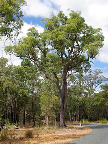 Ярра (Eucalyptus marginata) – Ярра возле дороги. Глен Форрест, Западная Австралия<