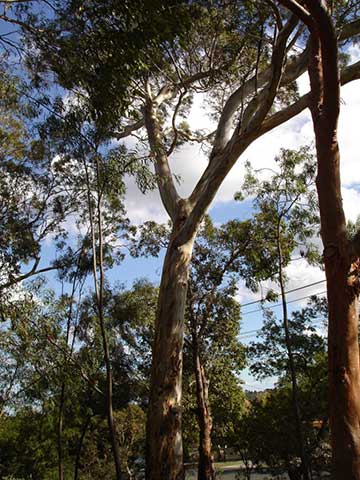 Общий вид дерева Эвкалипта белодревесного (Eucalyptus leucoxylon)