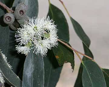 Эвкалипт косой (Eucalyptus obliqua) – цветки и ягоды